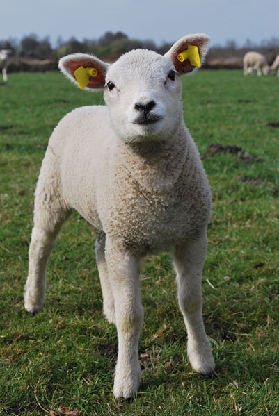 Datei:Image of a lamb.jpg