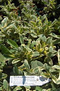 Weißbunter Gewürzsalbei (Salvia officinalis Rotmühle)