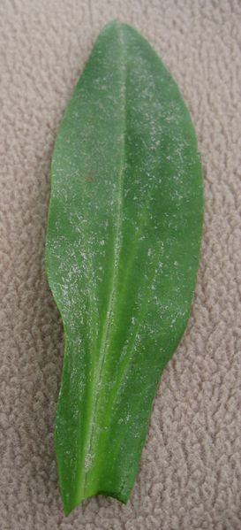 Datei:Aster tripolium leaf detail 1 by Line1.JPG