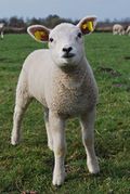 Image of a lamb.jpg