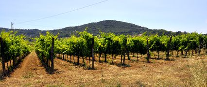 Muscato-Weinanbau auf Elba