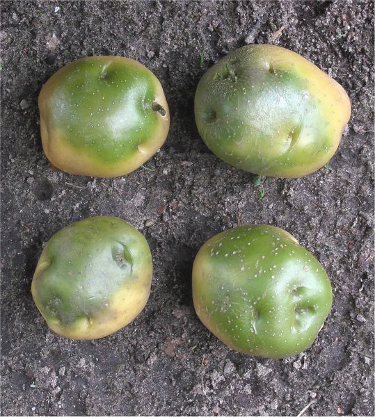 Datei:Aardappel groene knollen (Solanum tuberosum).jpg