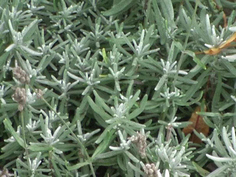 Datei:Echter Lavendel (Lavendula angustfolia).jpg