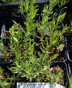 Französischer Estragon (Artemisia dracunculus var. sativus)