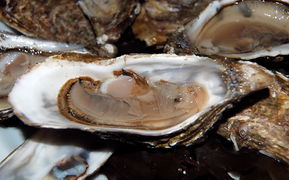 geöffnete Auster