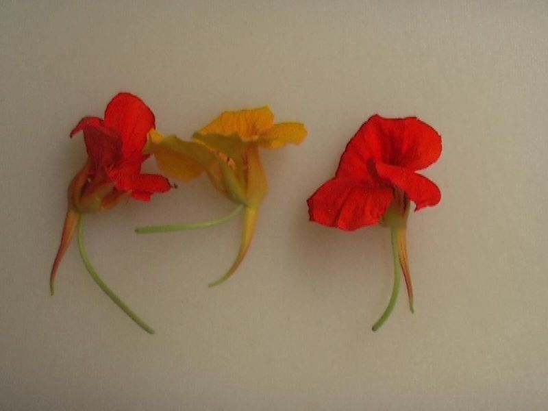 Datei:Kapuzinerkresse - Blüten.jpg
