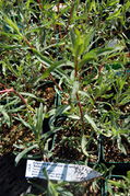 Deutscher Estragon (Artemisia dracunculus var. sativus 'Baden')