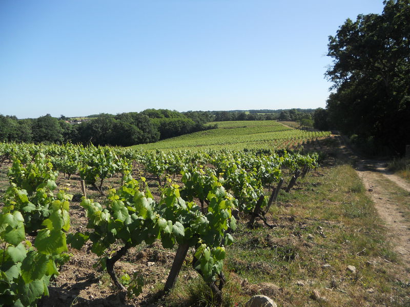 Datei:Muscadet vineyard.jpg