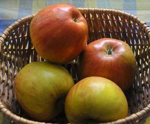 Der Braeburn-Apfel mit auffallend roter Deckfarbe.