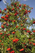 Eberesche-Beeren am herbstlichen Baum