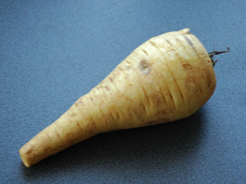 Datei:Pastinak.jpg