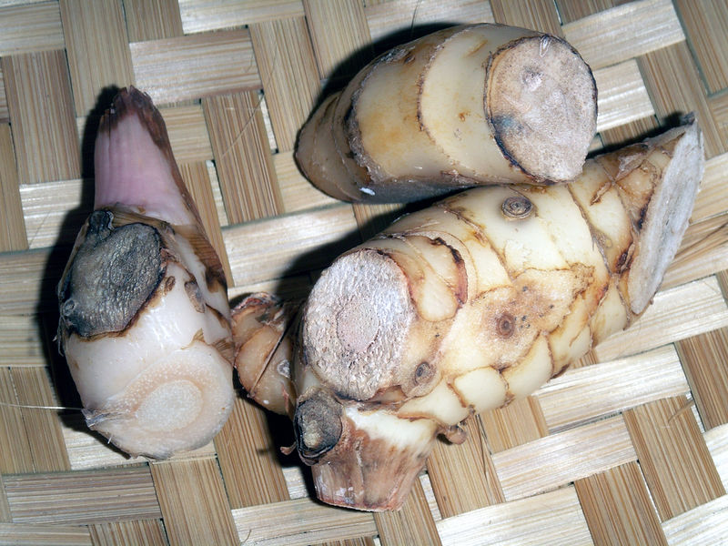 Datei:Alpinia galanga.jpg