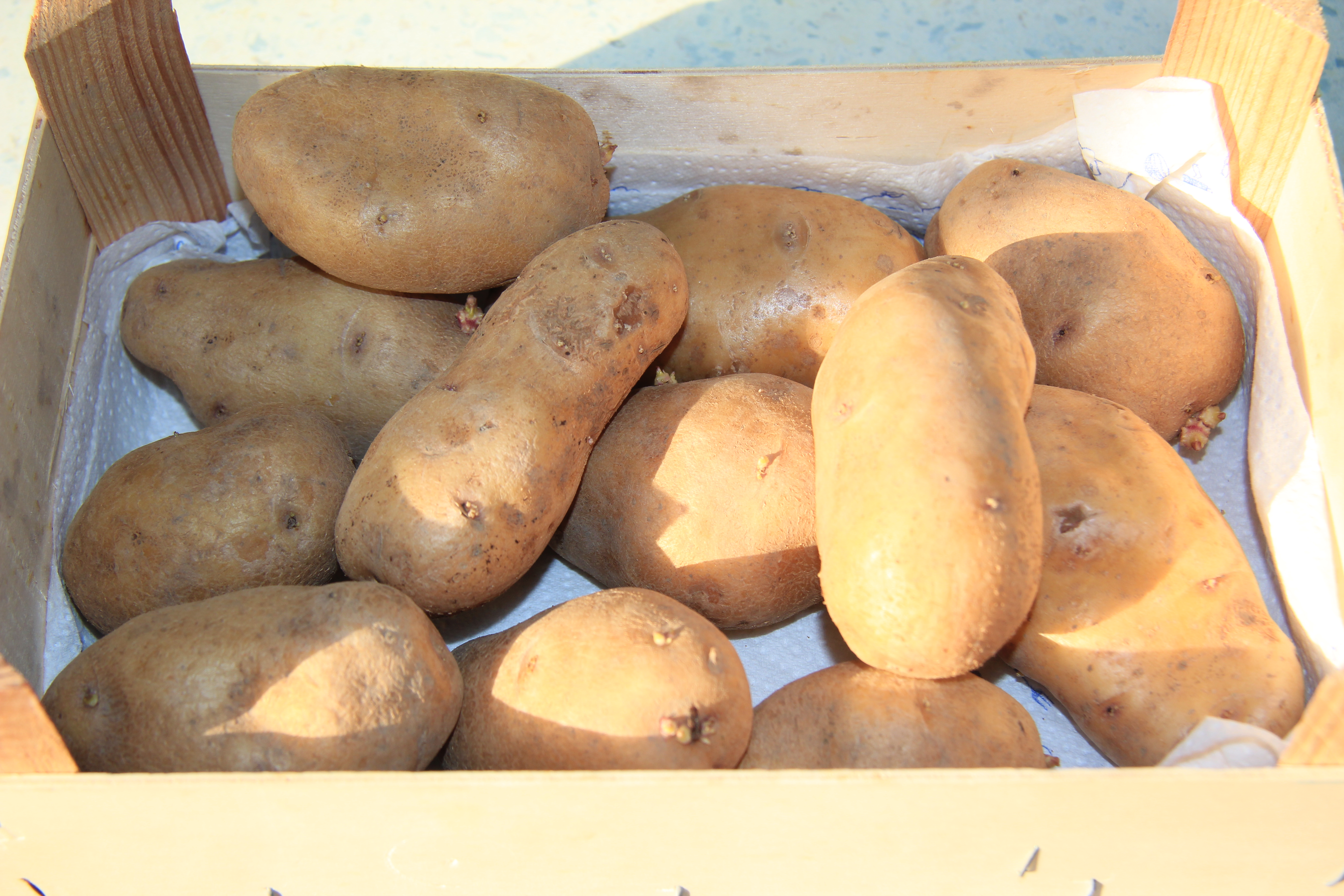 Datei:Kartoffel-Ditta 5236.JPG
