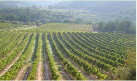 Weinbaugebiet Costers del Segre