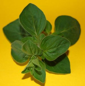 Oregano