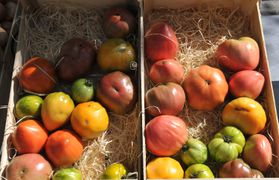 Tomaten-Provence-CTH.JPG