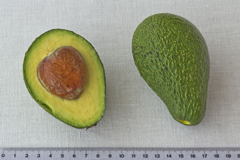 Datei:Avocado 01.jpg