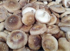 Shiitake