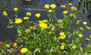 Ringelblumen vor einem fischbesetzten Gartenteich