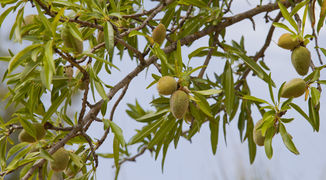 Almendras (Prunus dulcis), Huérmeda, España 2012-05-19, DD 01.JPG
