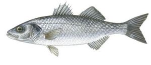 Loup de mer