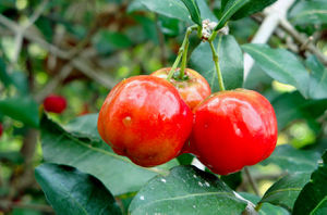 Acerola