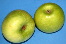 Der Granny Smith bildet keine Deckfarbe aus.