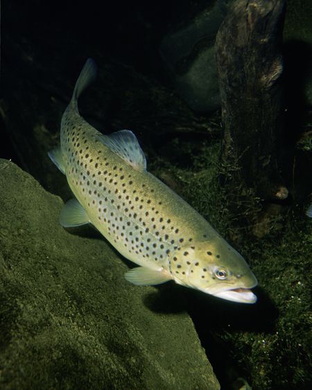 Kategorie:Forelle – Koch-Wiki