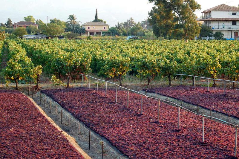 Datei:Zante currant drying in Tsilivi.jpg