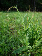 Sauerampfer Pflanze (Rumex acetosa).jpg