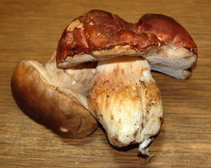 Steinpilz