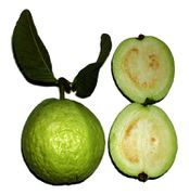 Psidium guajava fruit.jpg