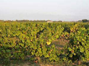 Wein:Weinbaugebiet Gros Plant du Pays Nantais – Koch-Wiki