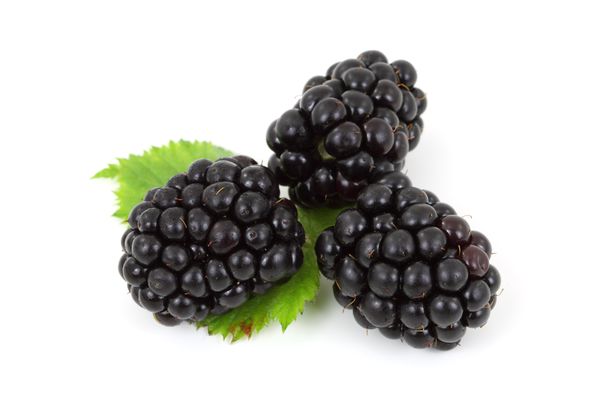 Zutat:Brombeere – Koch-Wiki