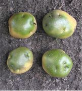 Aardappel groene knollen (Solanum tuberosum).jpg