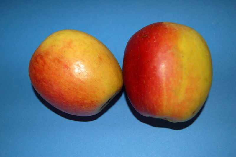 Datei:Braeburn.jpg