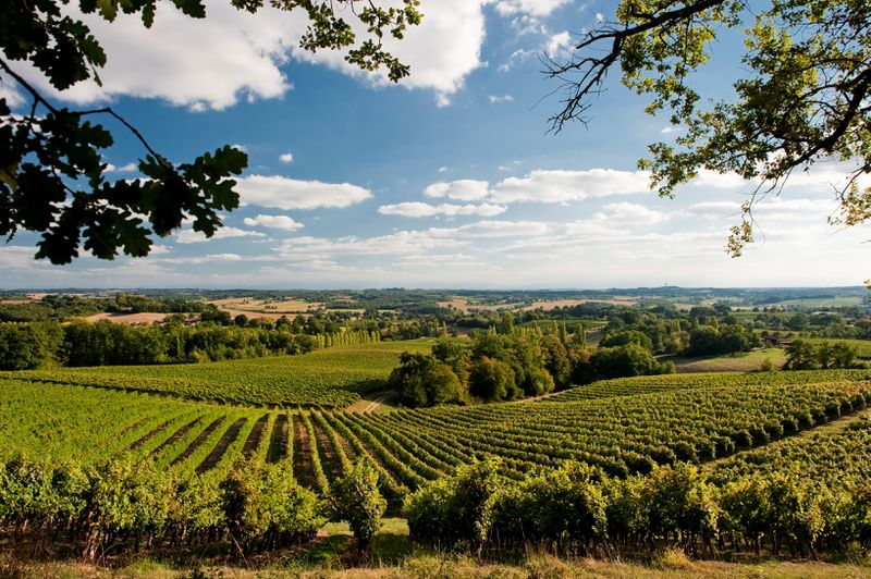 Datei:Weinberge bei Saint-Mont.jpg