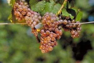 Gewürztraminer