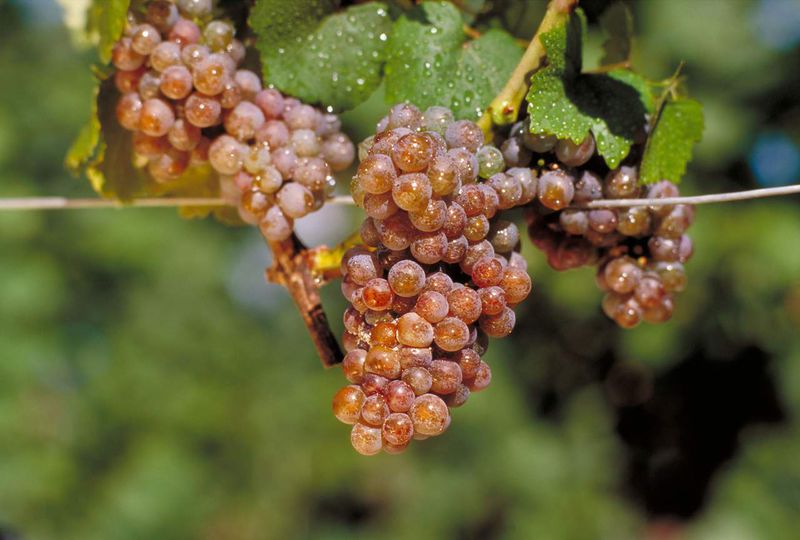 Datei:Gewürztraminer-DWI.jpg