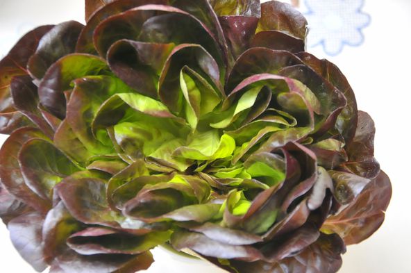 ZutatSalanova KochWiki