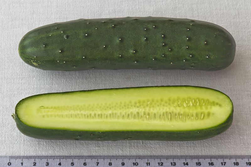 Datei:Pepino 01.jpg