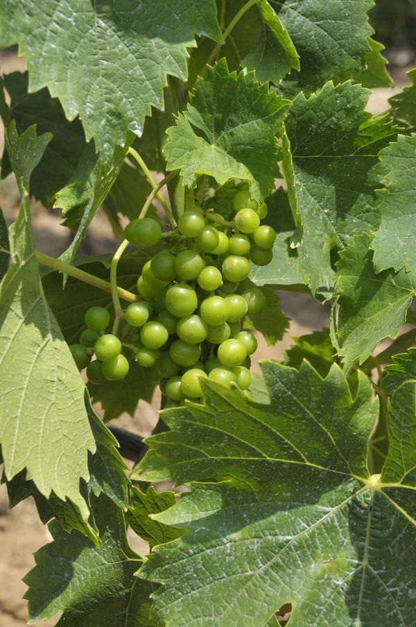 Wein:Moscatel – Koch-Wiki