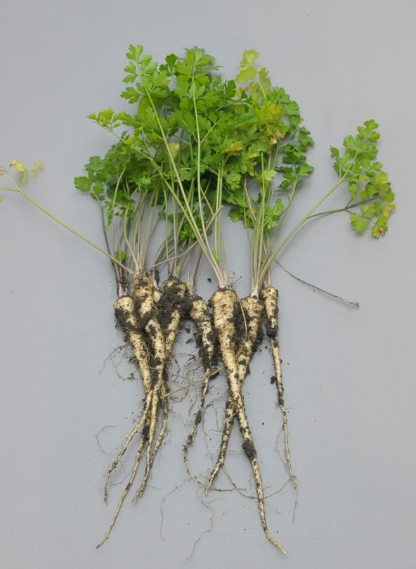 ZutatWurzelpetersilie KochWiki