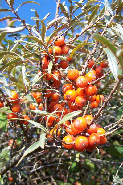 Datei:Hippophae rhamnoides 051012.jpg