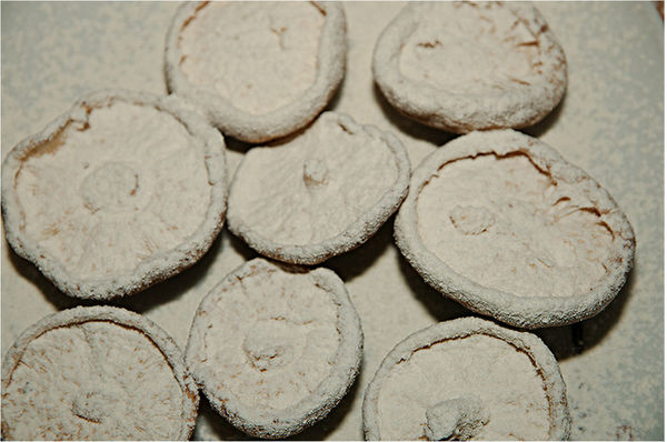 Vegetarische Abalone – Koch-Wiki