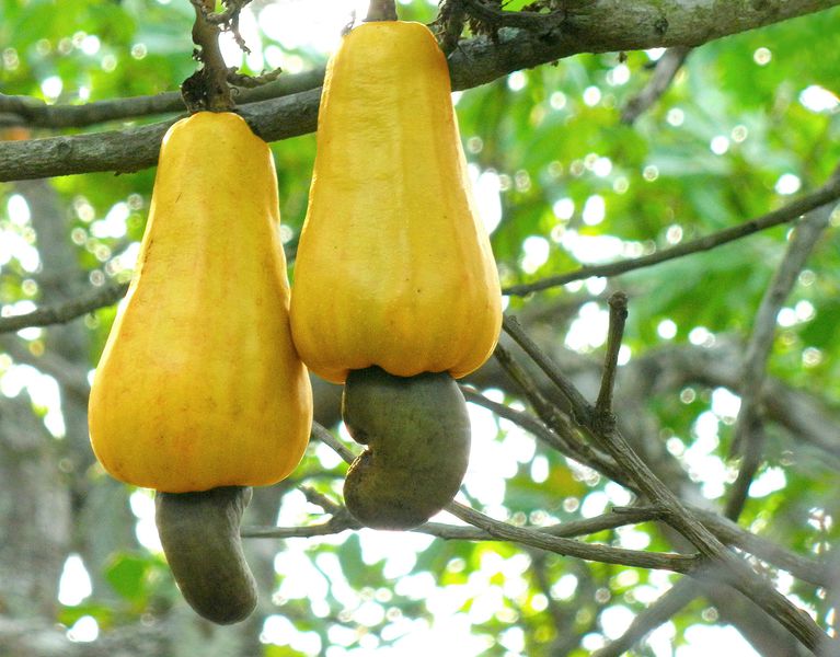 Datei:Cashew apples.jpg