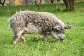 Mangalica.JPG