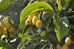 Loquat