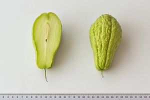 Chayote