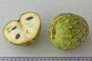 Cherimoya